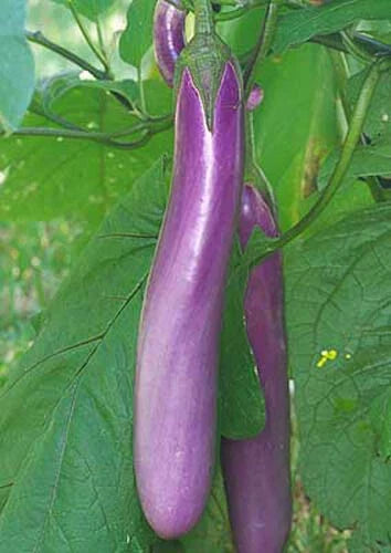 Chinese Eggplant Seeds - Long Purple Variety - 50+ Non-GMO Aubergine Seeds for Asian Cuisine & Home Gardening