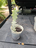 Euphorbia Lactea White Ghost Variegated Cactus - 7" Rooted Succulent Plant for Indoor Garden
