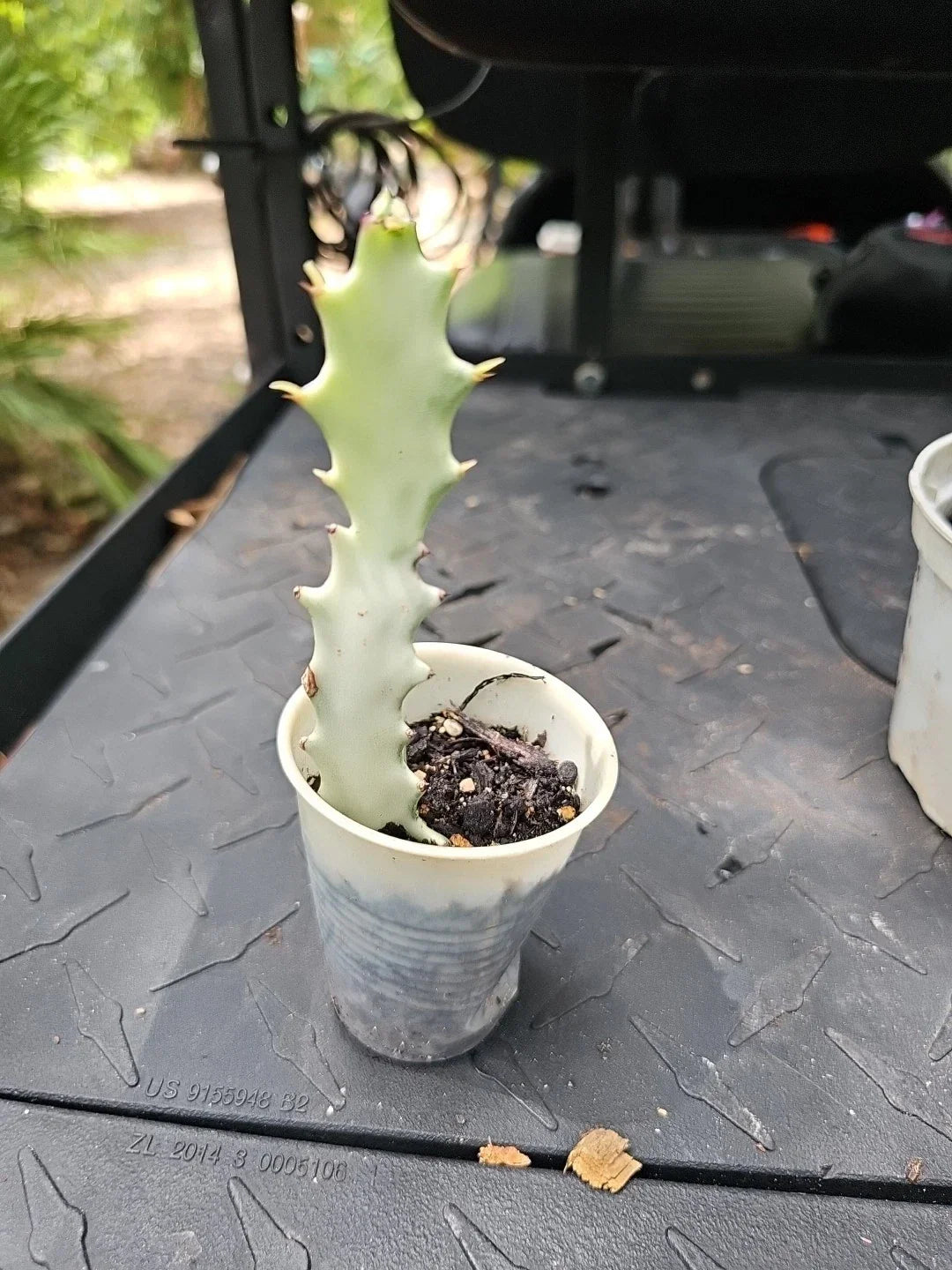 Euphorbia Lactea White Ghost Variegated Cactus - 7" Rooted Succulent Plant for Indoor Garden