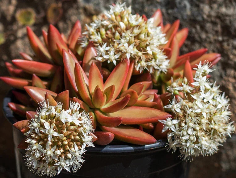 Sedum Adolphii 'Firestorm' Succulent Cuttings – 1.5" Diameter, Unrooted, Vibrant Yellow-Orange Foliage, Drought-Resistant, Indoor & Outdoor Plant