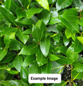 Bay Laurel Live Starter Plant - Laurus nobilis Aromatic Culinary Herb for Cooking & Gardens, 4-inch pot