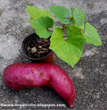 Purple Molokai Sweet Potato Slips - 5 Tip Cuttings - Ipomoea batatas Edible Garden Plant