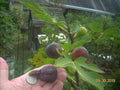 Fig Tree Cuttings - 6 Pcs Col de Dame Noire - Rain Resistant Ficus carica