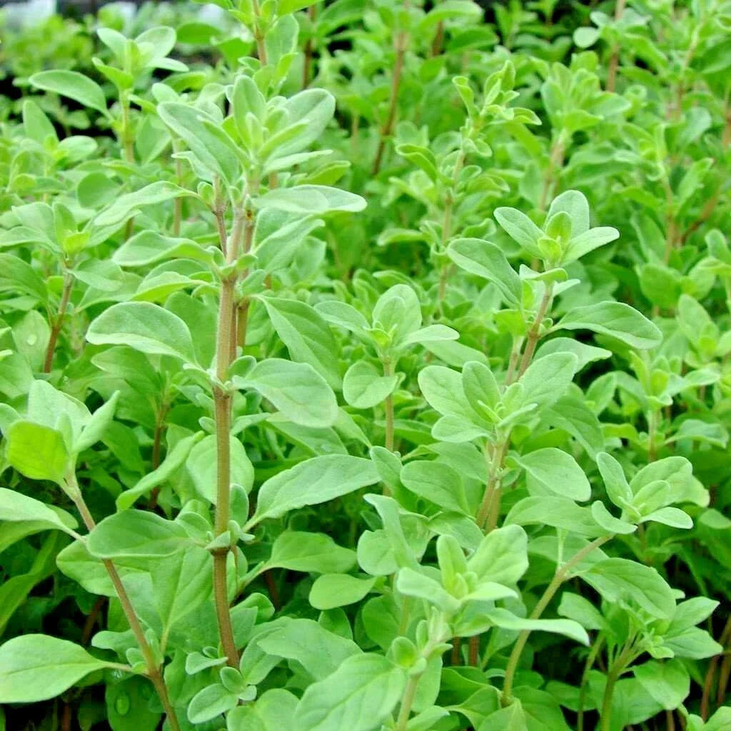 Sweet Marjoram Seeds - Organic Herb Seeds for Indoor Garden, Groundcover, Mediterranean Flavor, Origanum majorana
