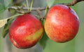 Crimson Crisp Apple Seeds - 25+ Non-GMO Fruit Tree Seeds for Home Garden, Orchard, or Container Planting - Malus domestica