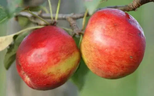 Crimson Crisp Apple Seeds - 25+ Non-GMO Fruit Tree Seeds for Home Garden, Orchard, or Container Planting - Malus domestica