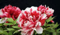 Peony Seeds Pack of 10 - Exotic Flower Seeds - Paeonia - Pink, Red, White, Yellow - Garden, Cut Flowers, Pollinator Attractant