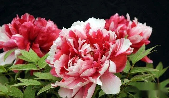 Peony Seeds Pack of 10 - Exotic Flower Seeds - Paeonia - Pink, Red, White, Yellow - Garden, Cut Flowers, Pollinator Attractant