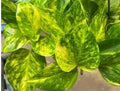 Fernando Fire Pothos Cuttings - 3 Fresh Epipremnum aureum Indoor Plant Propagation Material