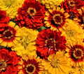 Zinnia Seeds Mix | South of the Border Variety | 100+ Seeds | Vibrant Garden Flowers | Zinnia elegans