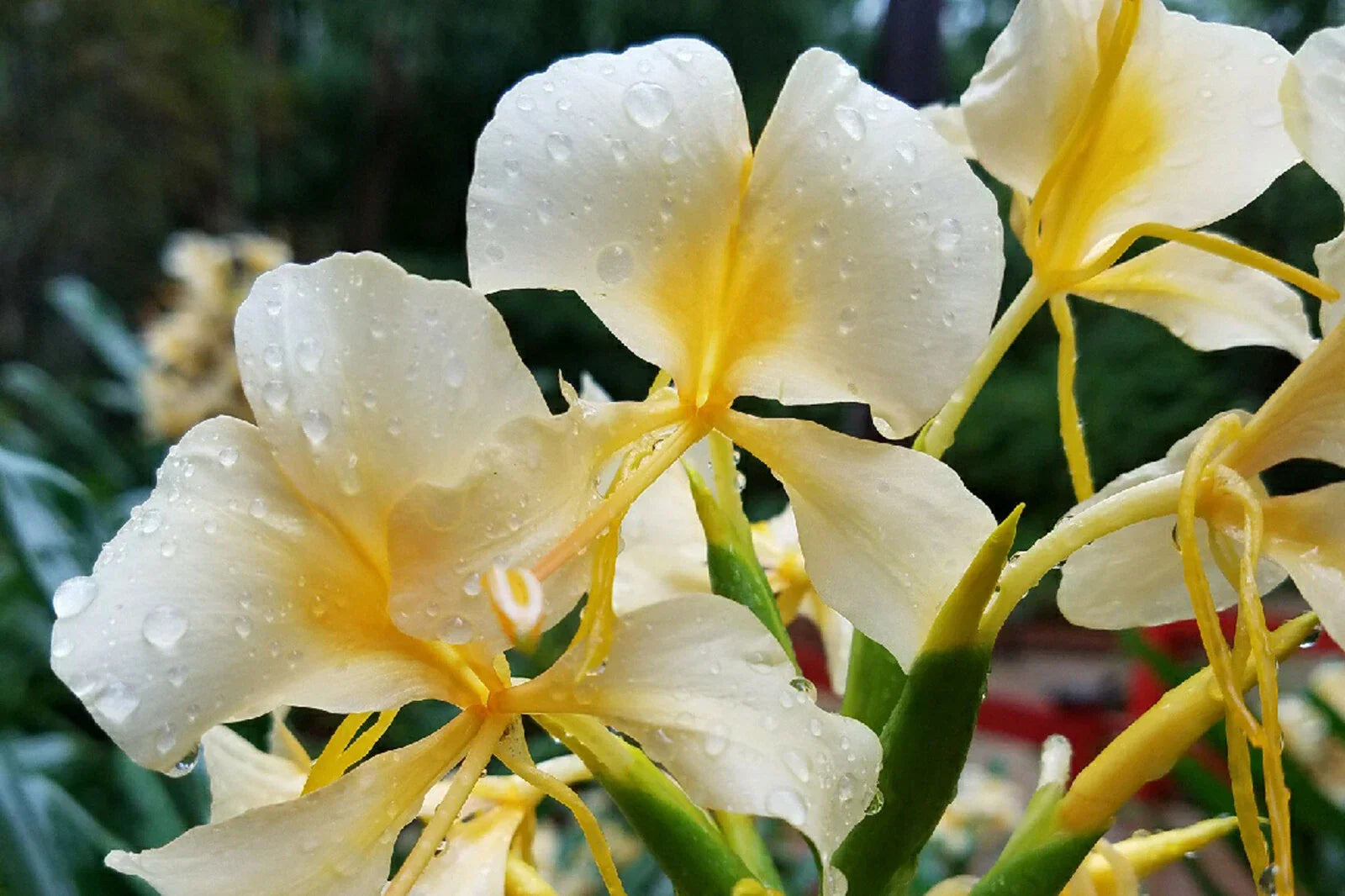 Hawaiian White Ginger Plant Roots - 4 Pack | Fragrant Tropical Flowering Roots | Hedychium coronarium