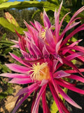 Bruni Dragon Fruit Cuttings 8"-12" | Hylocereus undatus | Exotic Tropical Cactus Plant