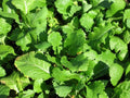 Seven Top Turnip Seeds – Brassica rapa Vegetable Seeds for Gardening, Non-GMO, High Germination, Cool-Season Crop, Pack of 100