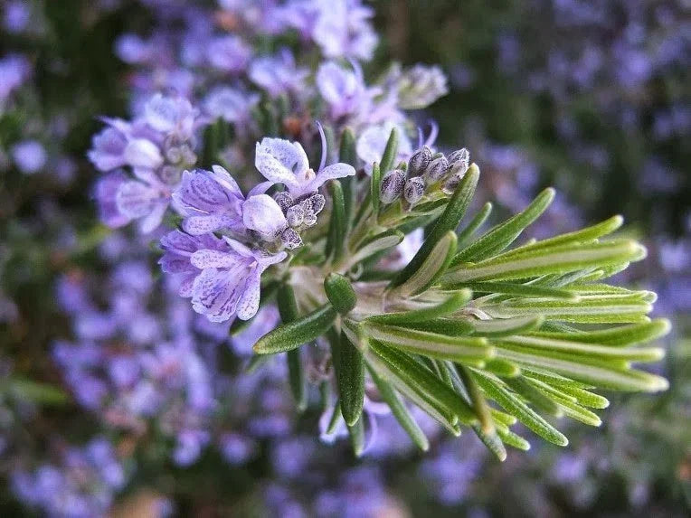 Live Rosemary Cuttings - 8 High-Quality Fast-Growing Plants - Rosmarinus officinalis for Culinary & Aromatic Gardens