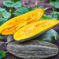 Guatemalan Blue Banana Squash Seeds, Cucurbita maxima, Heirloom, Gray Pumpkin for Roasting & Cooking, 15 Seeds