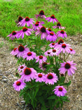 Echinacea Seeds - Prairie Splendor Deep Rose - Perennial Flowering Plant - Echinacea purpurea - 100 Seeds