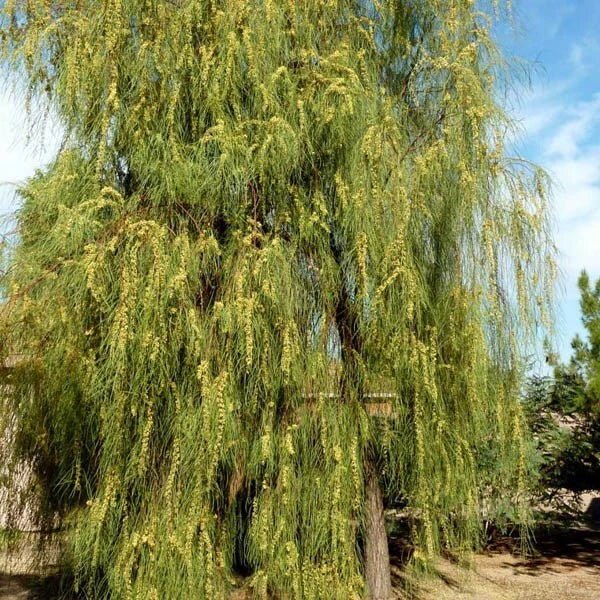 Acacia Stenophylla Seeds - Shoestring Wattle - Drought Tolerant, Native Australian Shrub, 25 Pack