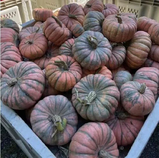 Speckled Hound Squash Seeds - 10 Pack, Black Table Cucurbita pepo, Vining, Full Sun, Organic Gardening