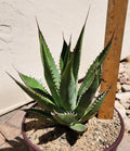 Agave Shawii Live Rooted Plant Succulent | Shaw's Agave for Indoor & Outdoor Gardens