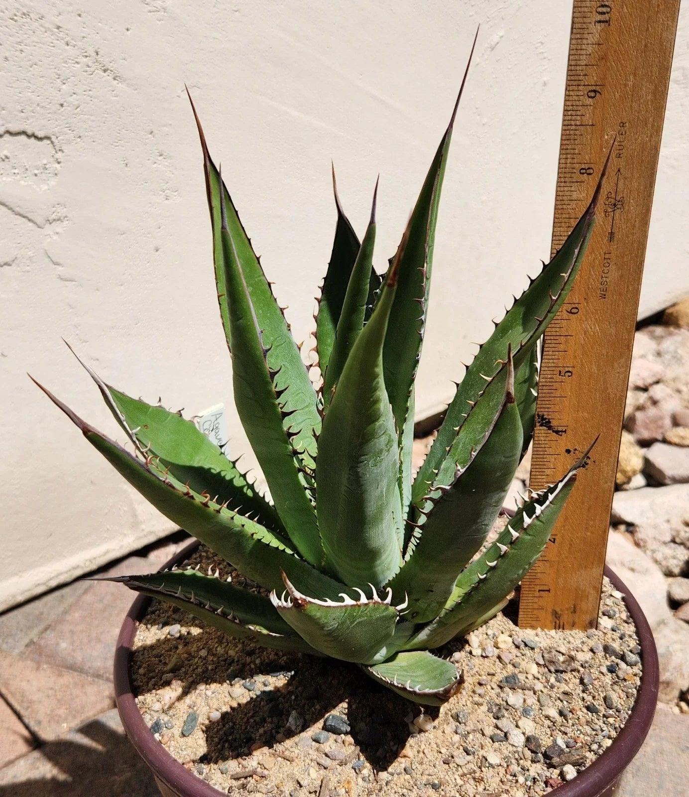 Agave Shawii Live Rooted Plant Succulent | Shaw's Agave for Indoor & Outdoor Gardens