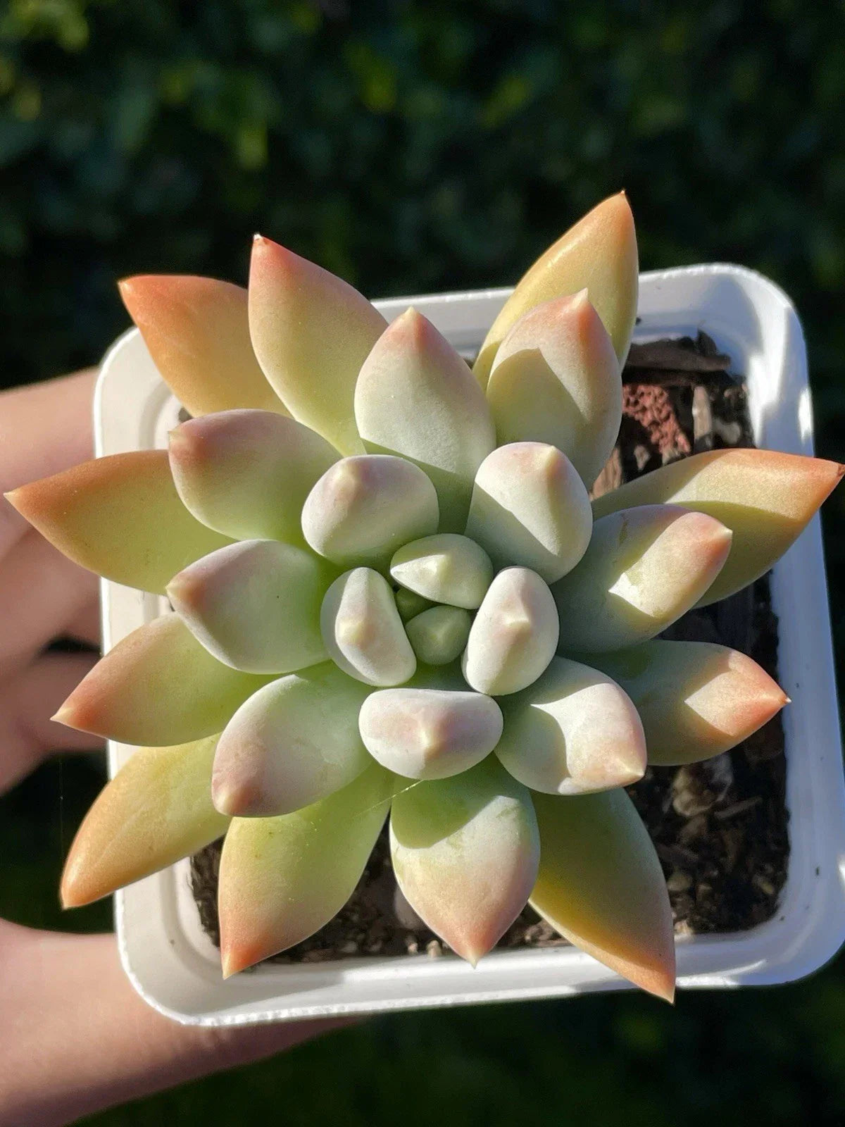 Rare Succulent Pachyphytum Moon Silver - Healthy Live Rooted Plant 2.75-Inch