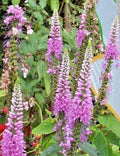Pink Veronica Seeds, Long Leaf Speedwell, Hardy Perennial, Veronica longifolia, 101 Seeds, Butterfly Attracting, Garden Plant