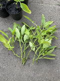 Fresh Pepino Melon Cuttings – 10 Edible Fruit Plants – Solanum muricatum – Sweet, Juicy, Tasty Fruit for Home Gardens