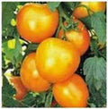 Heirloom Tomato Seeds Garden Collection 4 Varieties Non-GMO Organic Open-Pollinated Solanum lycopersicum