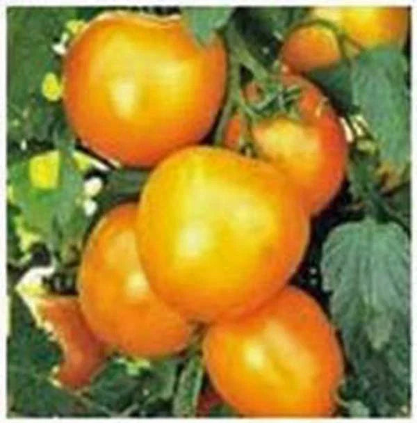 Heirloom Tomato Seeds Garden Collection 4 Varieties Non-GMO Organic Open-Pollinated Solanum lycopersicum