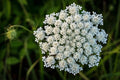 Queen Anne's Lace Seeds - 250 Pack Wildflower Seeds for Planting - Daucus carota - Native US-grown
