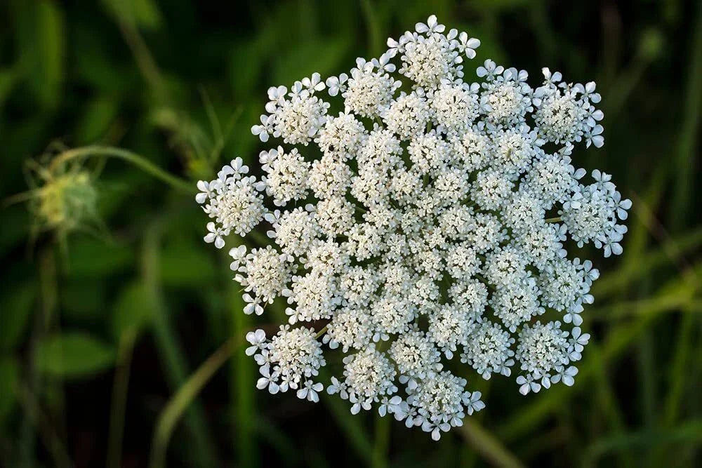 Queen Anne's Lace Seeds - 250 Pack Wildflower Seeds for Planting - Daucus carota - Native US-grown