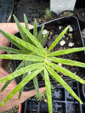 Microcycas calacoma Holy Grail Cycad Plant - Rare Indoor Tropical Plant in Potted Form