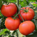 Big Beef Tomato Seeds F1 Hybrid Non-GMO Heirloom Lycopersicon esculentum for Home Garden & Cooking