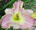 Daylily Live Plant Ginny Mitchell - Extended Bloom Rebloomer Hemerocallis