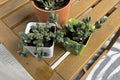 Ice Plant Succulent Live Plant - Corpuscularia lehmannii - Drought-Tolerant Ground Cover, Fleshy Leaves, Low Maintenance