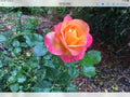 Rose Glowing Sunset Cuttings - Vibrant Pink & Orange Shades - Rosa spp. for Garden & Floral Arrangements