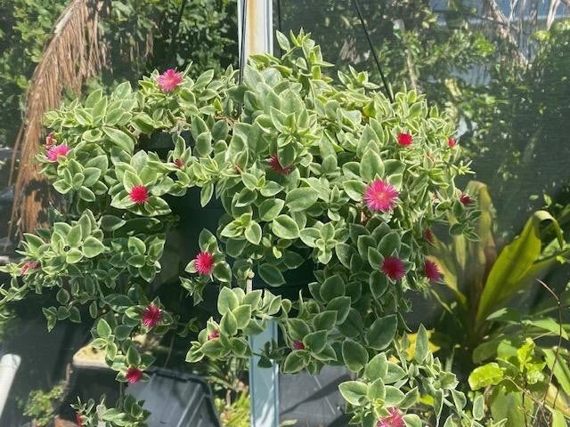 Variegated Ice Plant - Red Apple Aptenia Rooted Succulent Ground Cover - Aptenia cordifolia, Drought Tolerant, Indoor & Outdoor