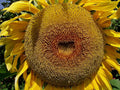 American Giant Hybrid Sunflower Seeds – 25 Pack, Helianthus annuus, Large Flower Heads, Tall Growth, Non-GMO, Full Sun