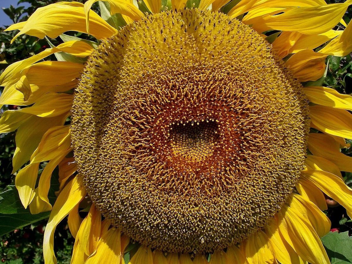 American Giant Hybrid Sunflower Seeds – 25 Pack, Helianthus annuus, Large Flower Heads, Tall Growth, Non-GMO, Full Sun