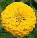 Canary Bird Zinnia Seeds - 200+ Yellow Annual Flower Seeds for Garden, Attracts Butterflies & Bees, Zinnia elegans