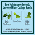 Unrooted Plant Cuttings Set of 3 – Burle Marx Philodendron, Neon Pothos, Marble Queen – Indoor Houseplants Propagation