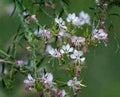 Gaura Bareroot Plant - Perennial Flowering Plant for Gardens - Gaura ibennis & Gaura longifolia