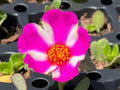 Pink Lady Portulaca Oleracea Live Succulent Plant - Vibrant Pink Flowers, Drought-Resistant, Easy to Grow, Edible Leaves