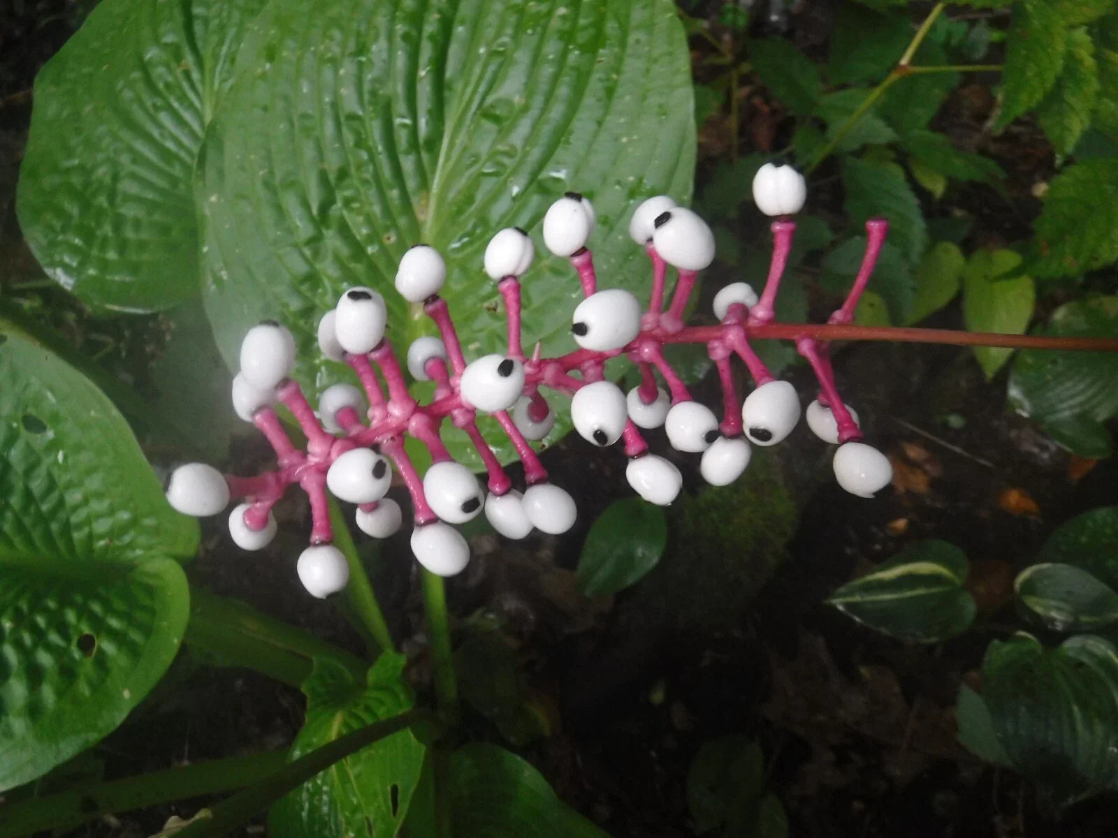 Actaea pachypoda Seeds - White Baneberry Perennial - Doll's Eye Plant Seeds - Shade Garden, Woodland, 5 Pack