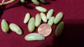 Jelly Bean Succulent Leaf Cuttings 20 pcs Sedum rubrotinctum Colorful Green & Red Varieties for Propagation