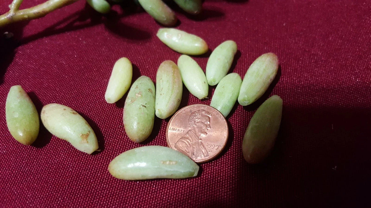 Jelly Bean Succulent Leaf Cuttings 20 pcs Sedum rubrotinctum Colorful Green & Red Varieties for Propagation