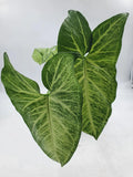 Large Arrowhead Plant 4" Pot - Syngonium podophyllum Indoor Houseplant with Green Foliage