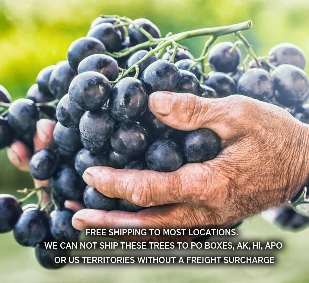 Seedless Table Grape Plants - 8 Varieties, Disease-Resistant Vitis vinifera, Climbing Vine