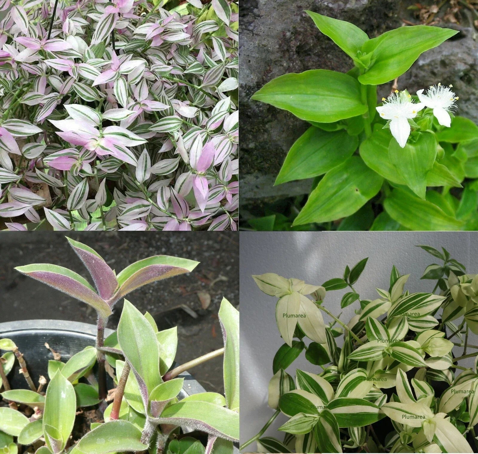 Wandering Jew House Plant Combo Assortment – Tradescantia Zebrina & Pallida – Indoor Trailing Greenery Set – Rooted Cuttings