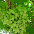 Thompson Live Grape Vine Cuttings - 12 Pack - Vitis vinifera for Home Garden & Vineyard